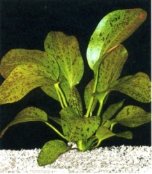 Aquafleur Echinodorus Ozelot green