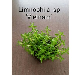 Aquafleur Limnophila vietnam mini